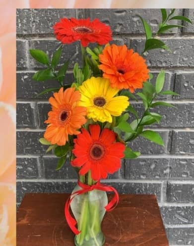 Violetero de gerberas — foto 1 Florería Casablanca Torreón