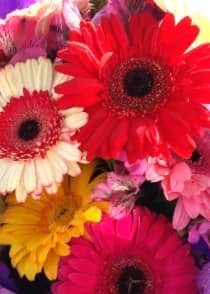Bouquet de 10 Gerberas — foto 1 Florería Casablanca Torreón