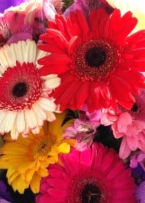 Bouquet de 10 Gerberas — arreglo floral Florería Casablanca Torreón